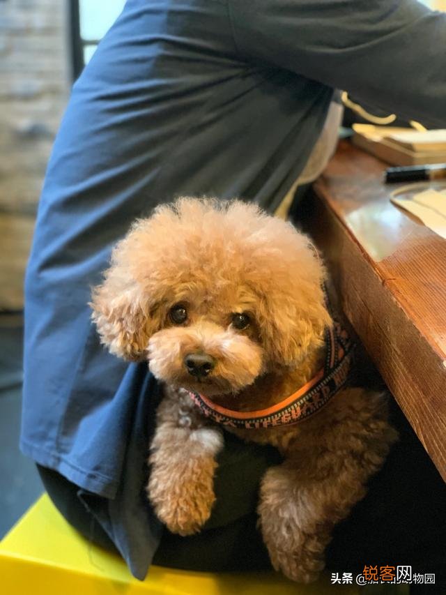 小型犬有哪些好养的,价格又适中的？