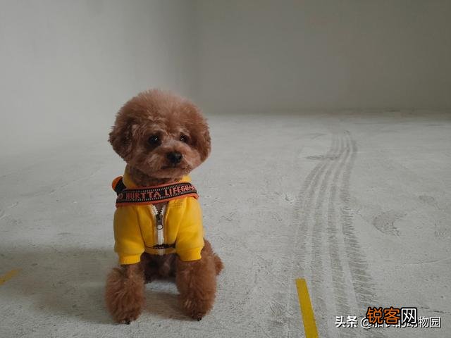 小型犬有哪些好养的,价格又适中的？
