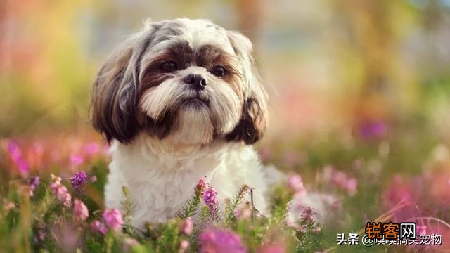 小型犬有哪些好养的,价格又适中的？