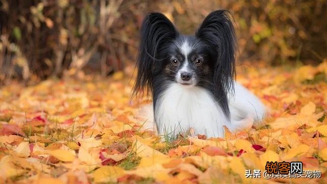 小型犬有哪些好养的,价格又适中的？