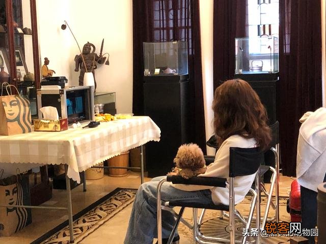 小型犬有哪些好养的,价格又适中的？