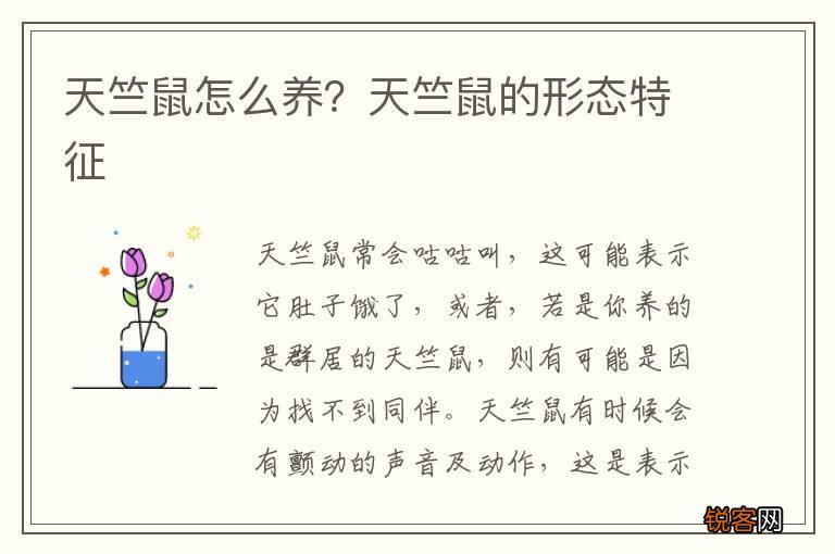 天竺鼠怎么养？天竺鼠的形态特征