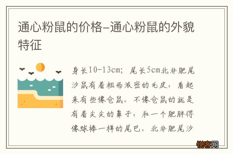 通心粉鼠的价格-通心粉鼠的外貌特征