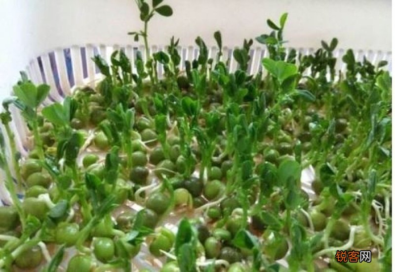 大豌豆发芽了还能吃吗