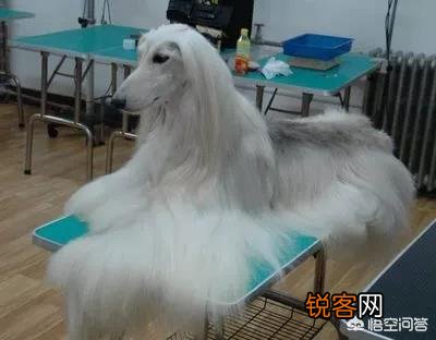 世界上毛最长的狗狗是哪个品种？