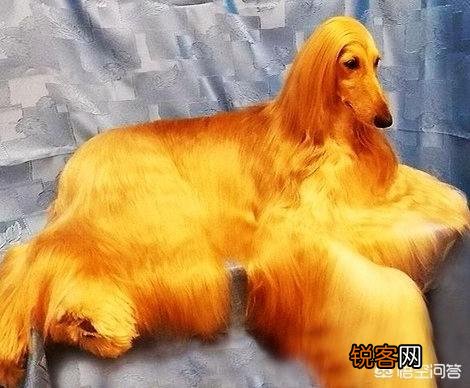 世界上毛最长的狗狗是哪个品种？