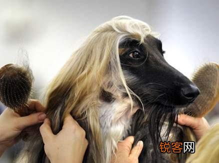 世界上毛最长的狗狗是哪个品种？