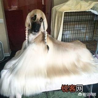 世界上毛最长的狗狗是哪个品种？