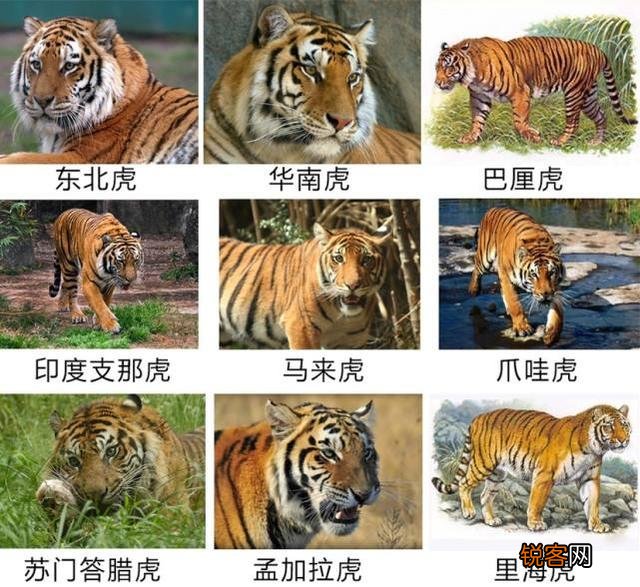 世界上品种最大的狗,可以打得过品种最小的老虎吗？为什么？
