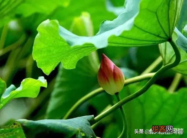 请你对下联：出句：秋花不减春花艳；对句？