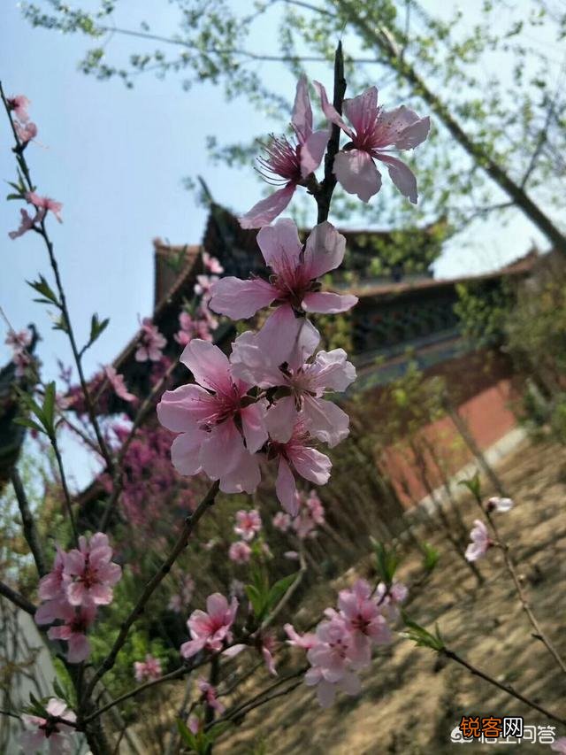 心有独钟花更艳,另一联你怎么对？