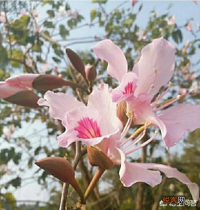 心有独钟花更艳,另一联你怎么对？