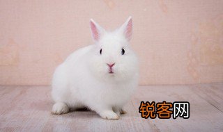 鸡兔同笼解题方法 经典数学问题的计算公式