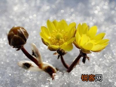 你们觉得春天属什么花开的最艳?