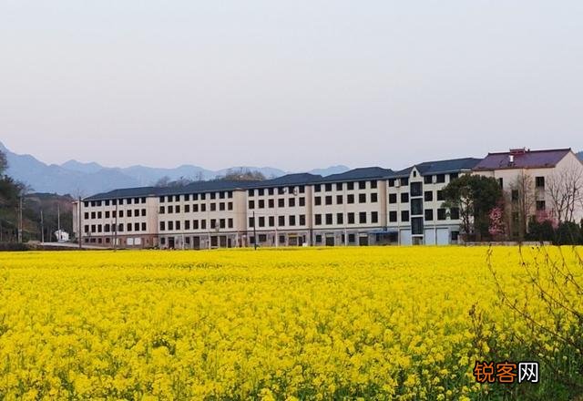 你们觉得春天属什么花开的最艳?
