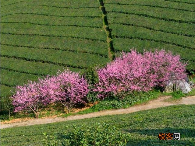 你们觉得春天属什么花开的最艳?