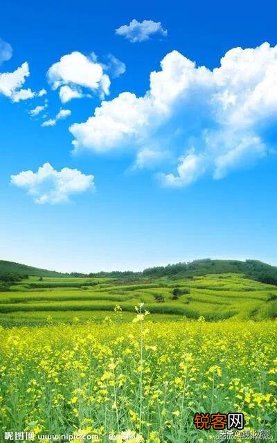 你们觉得春天属什么花开的最艳?