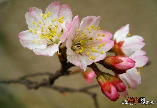 你们觉得春天属什么花开的最艳?