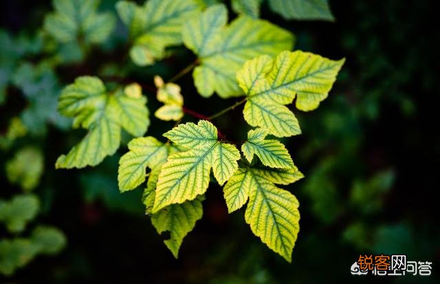 摄影用大光圈就一定、必须能拍出“虚化”效果吗?为什么呐?