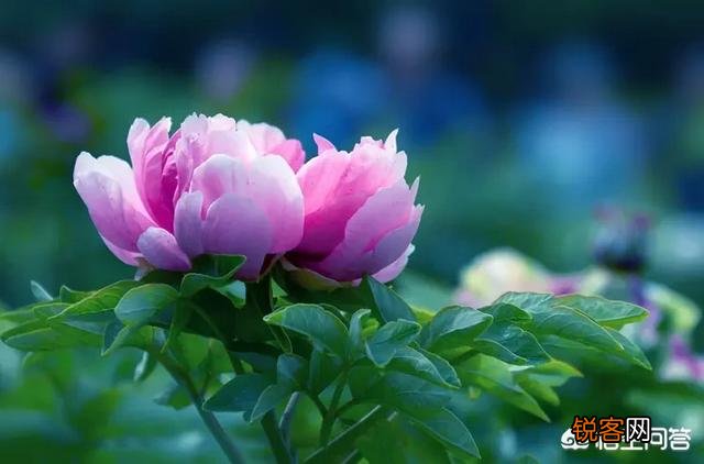 摄影师使用大光圈有什么好处？拍摄哪些题材,在哪些情况下拍摄,可以使用大光圈呢？
