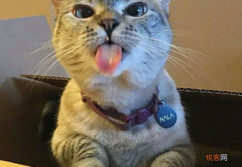 猫吃了辣椒会怎样