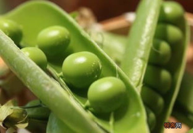 豌豆放冰箱发芽能吃吗