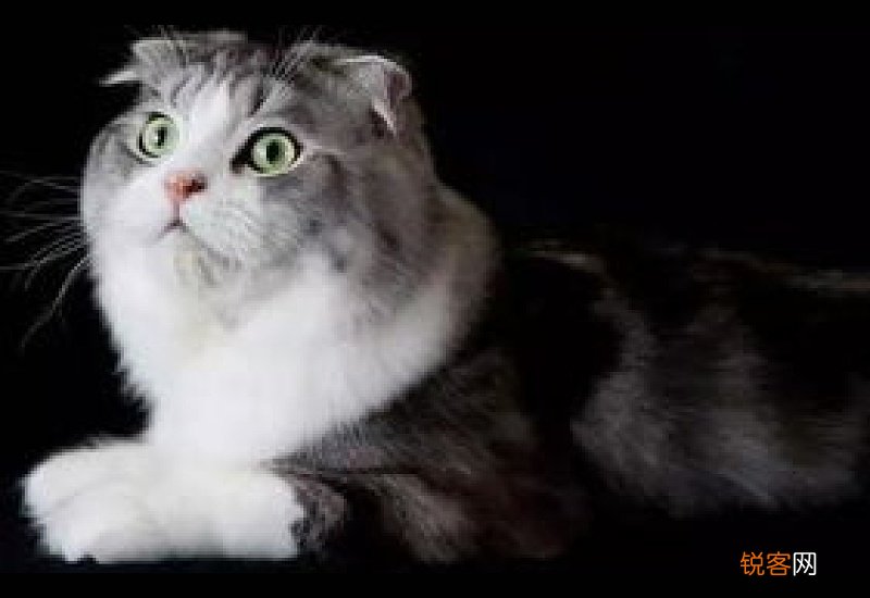 为什么尽量不养折耳猫
