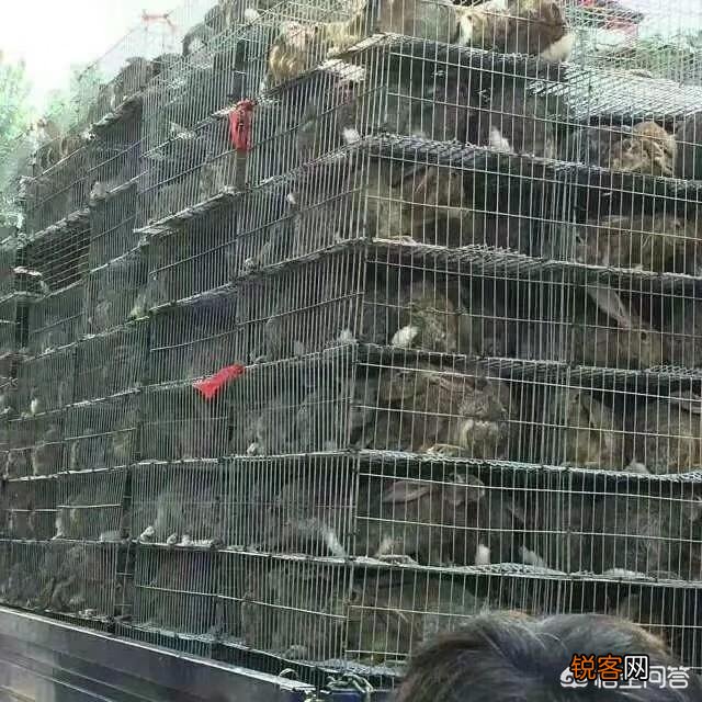 养殖兔子有什么新方法吗？有哪些好的建议？