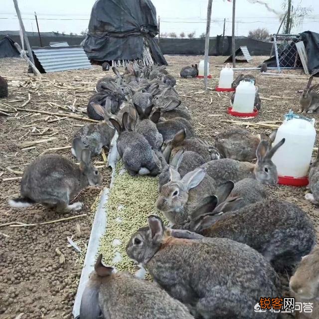 养殖兔子有什么新方法吗？有哪些好的建议？