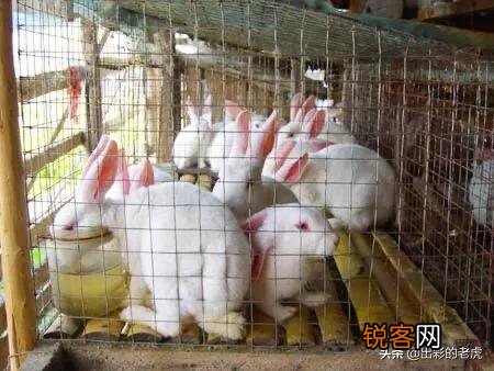 疫情过后想在家养殖兔子,懂行的人有什么宝贵的意见？