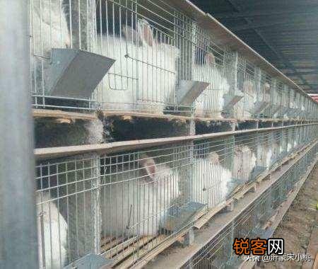 疫情过后想在家养殖兔子,懂行的人有什么宝贵的意见？