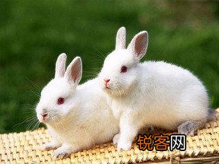 什么季节适合养兔子？