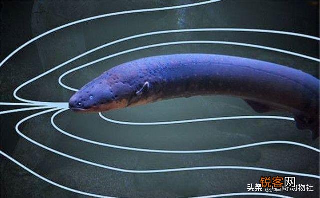 食人鱼有天敌吗？