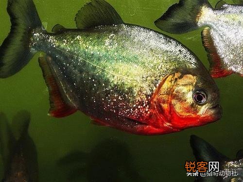 食人鱼有天敌吗？