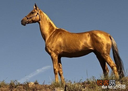 三大纯种马之一的汗血宝马,何时传入中国的？现在还存在吗？