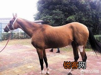 传说中的汗血宝马真的存在吗？