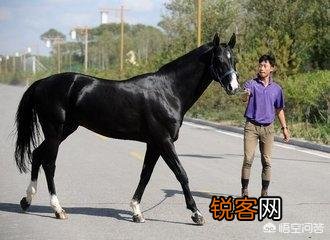 传说中的汗血宝马真的存在吗？