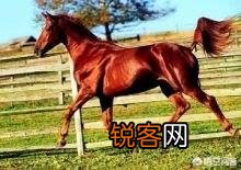 传说中的汗血宝马真的存在吗？