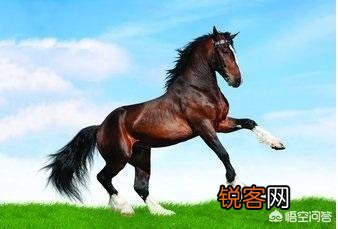 传说中的汗血宝马真的存在吗？