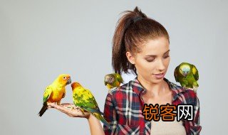 保护鸟手抄报内容怎么写 爱护鸟类的资料