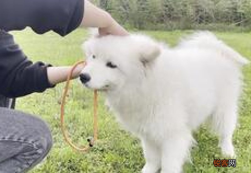 狗狗哪个部位最怕痒