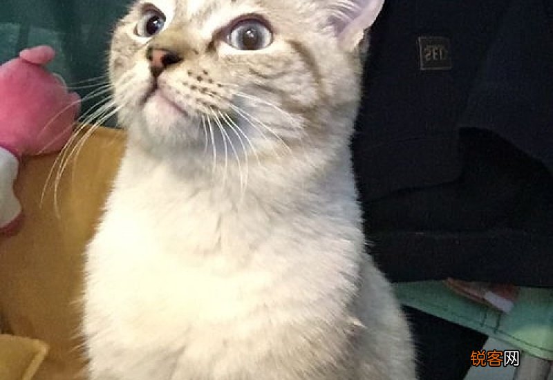 猫讨厌什么东西的气味