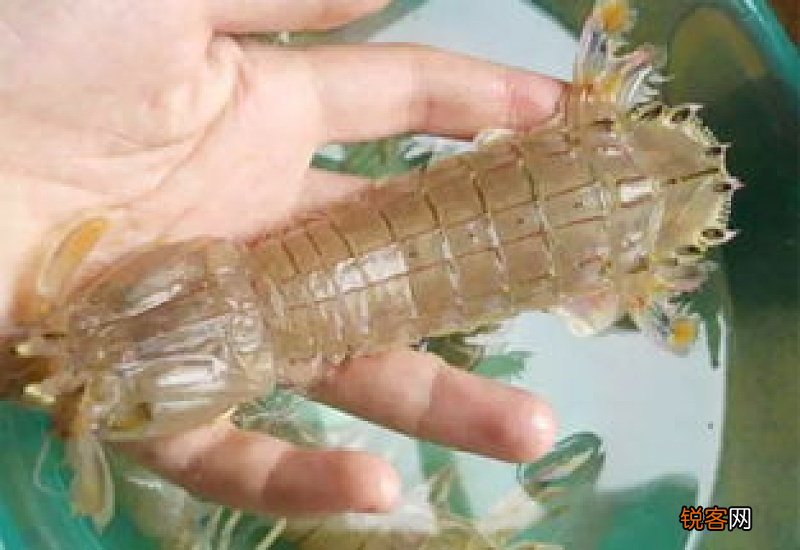 洗海鲜时扎了手指怎么办