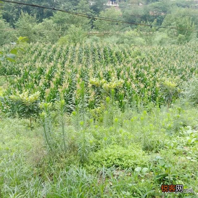 你们家乡现在风景美吗？分享一下田间地头好吗？