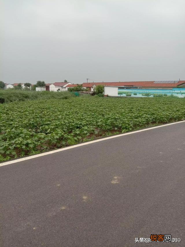 你们家乡现在风景美吗？分享一下田间地头好吗？