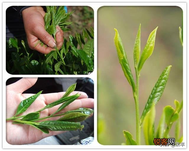 在疫情期间,自家产的茶叶如何才能卖出去?