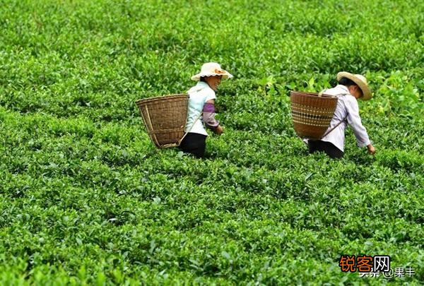 在疫情期间,自家产的茶叶如何才能卖出去?