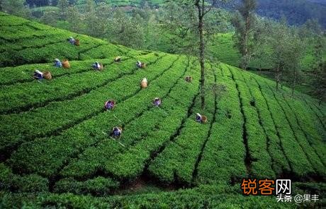 在疫情期间,自家产的茶叶如何才能卖出去?