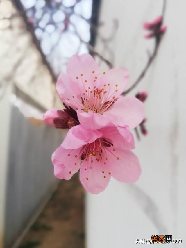 分享春天,欣赏美景,你们在忙些什么,有何分享？