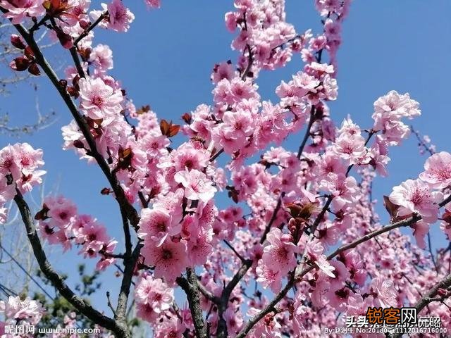 分享春天,欣赏美景,你们在忙些什么,有何分享？